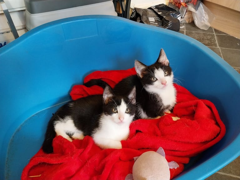  NOW SOLD 2 male kittens ready now  £40 each 
