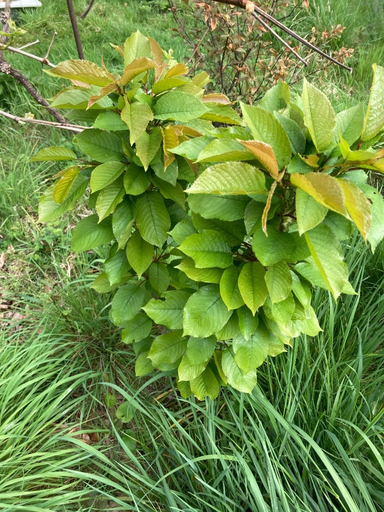 American cherry (Big size cherry) trees (£20 per tree)