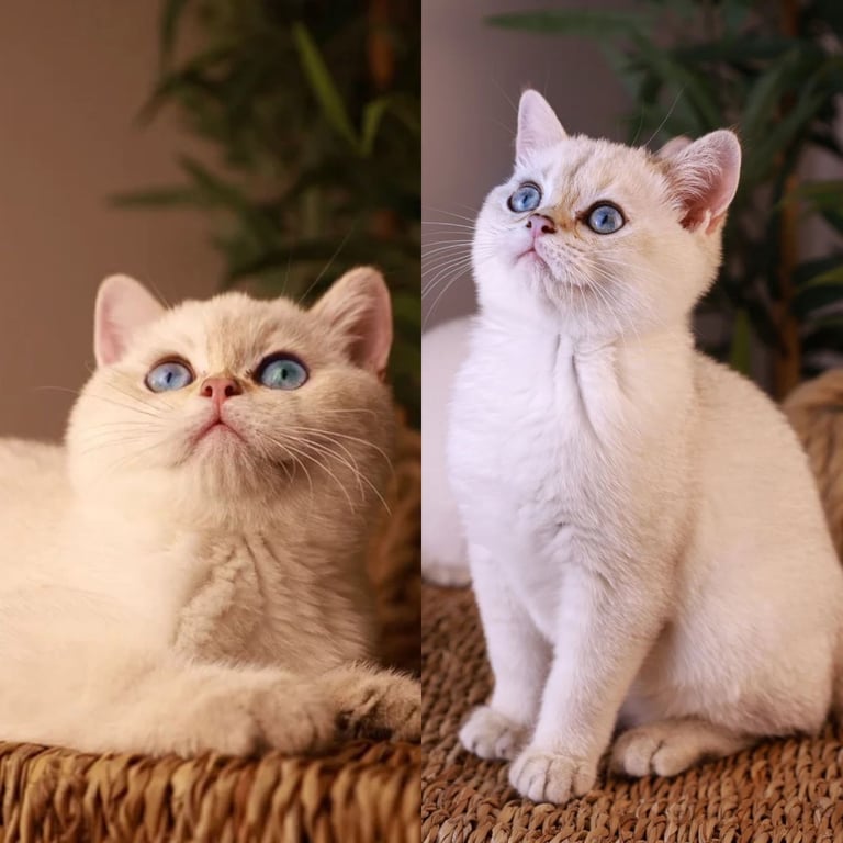 TICA RARE British Shorthair Kittens Champion bloodline