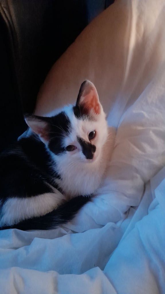 Adorable kittens ,9weeks