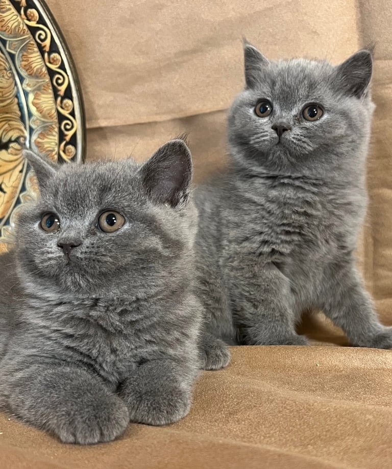 Adorable british short hair Kittens Ready for Their Forever Homes!