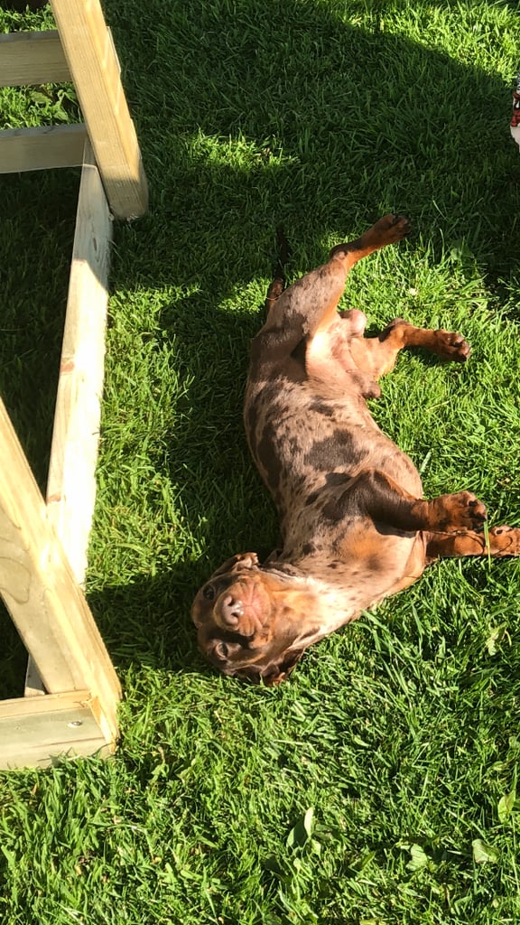 3 Pedigree miniature smooth dachshund puppies available now- £950 each 