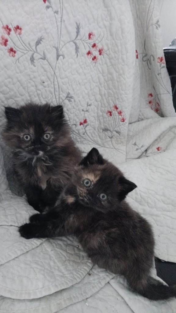 Tortie British shorthair kittens (bsh blue x bsh ginger)