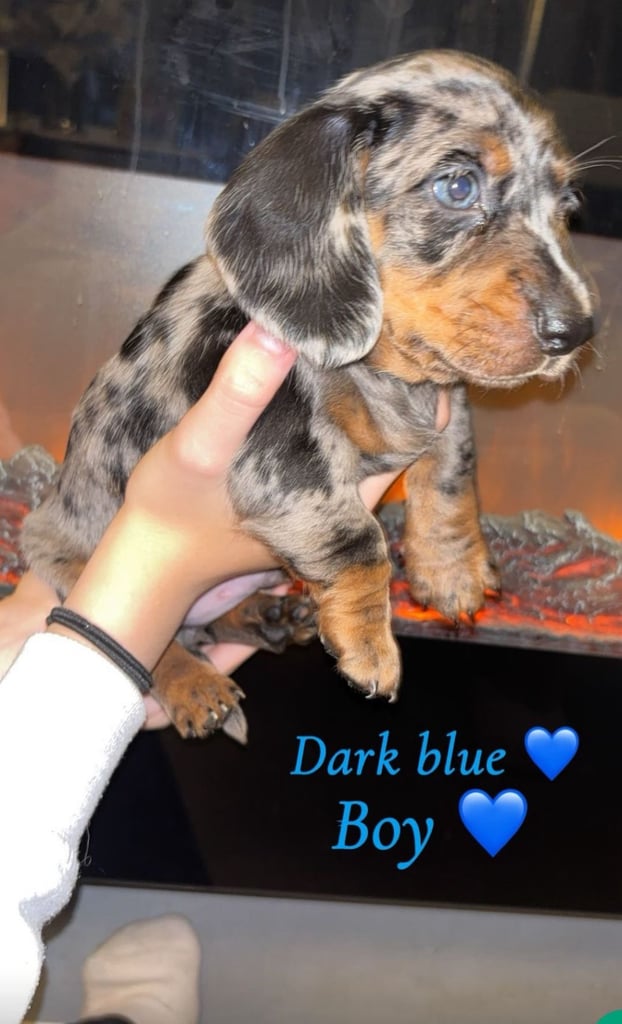 image for Beautiful miniature dachshunds