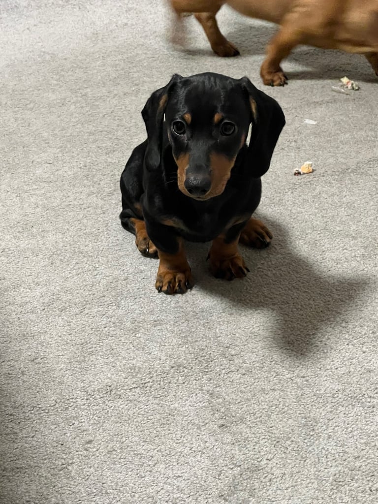 Four female dachshund for sale 