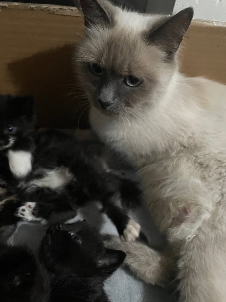 Kittens  ragdoll cross 