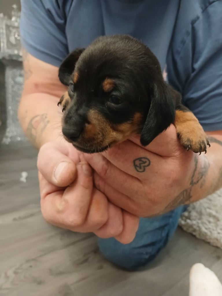image for Miniature daschund 