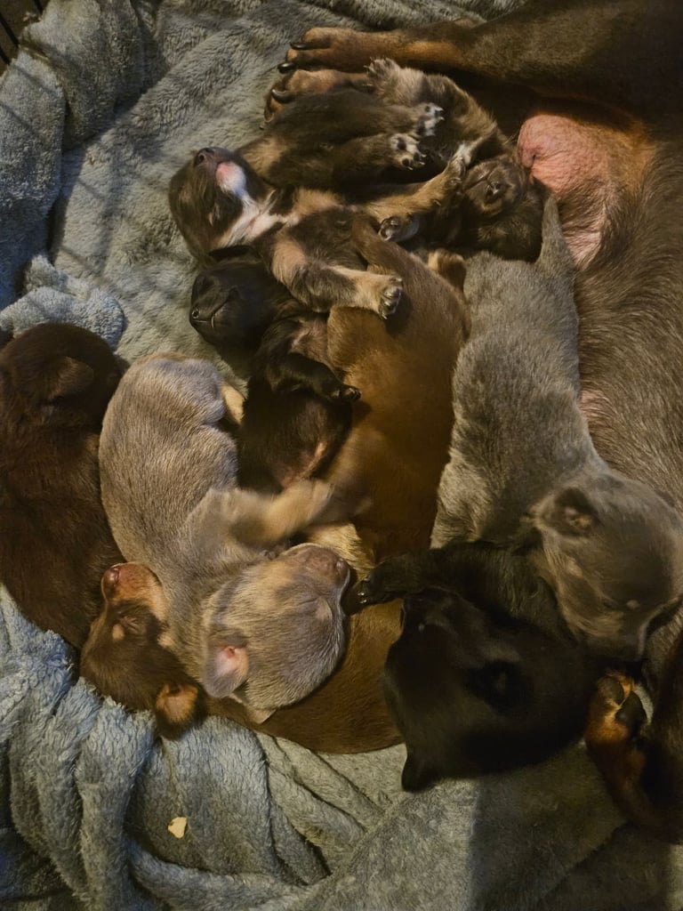 9 * 1 girl left *beautiful dachshund cross pom puppies 