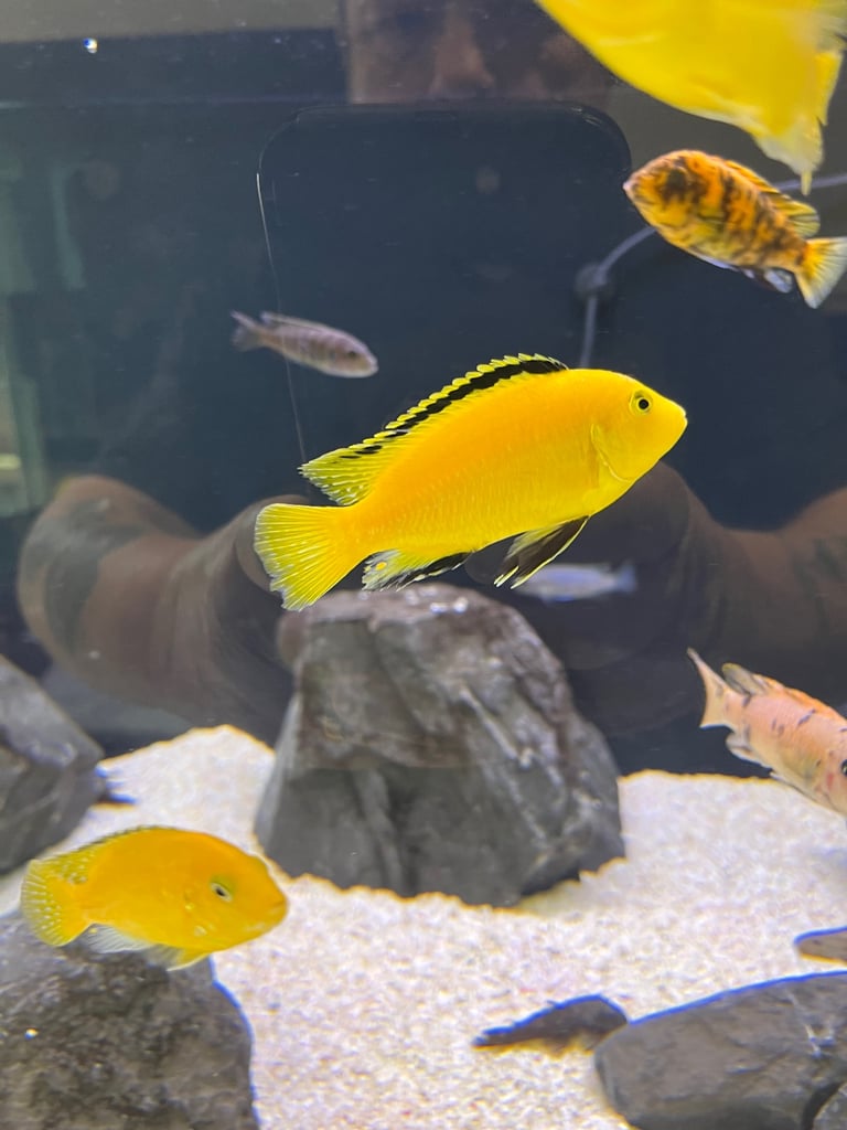 Malawi Cichlids Yellow Labs