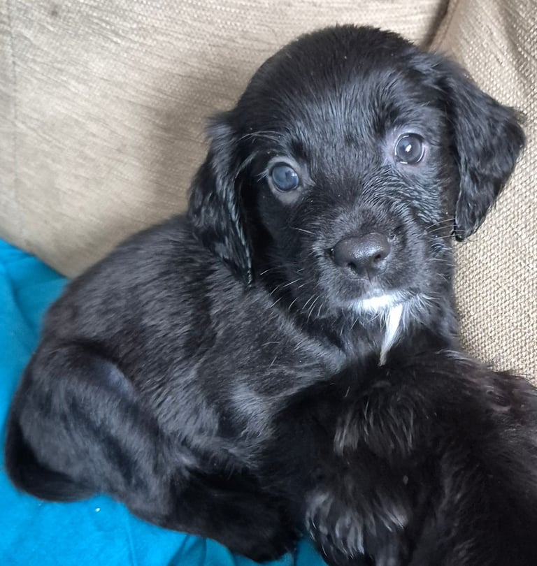 X3 puppies left
