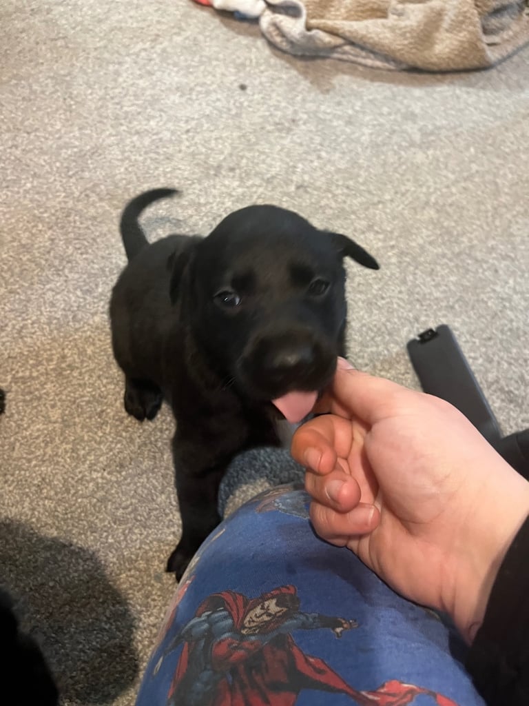 Lab cross dobe puppies