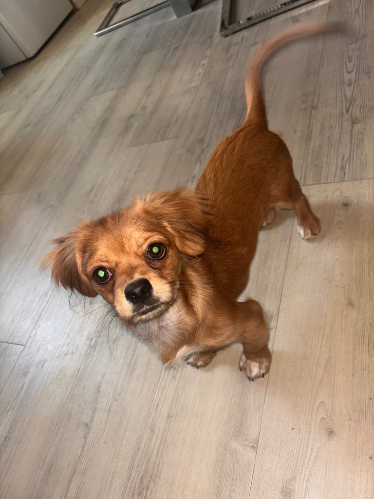 Mixed breed for sale