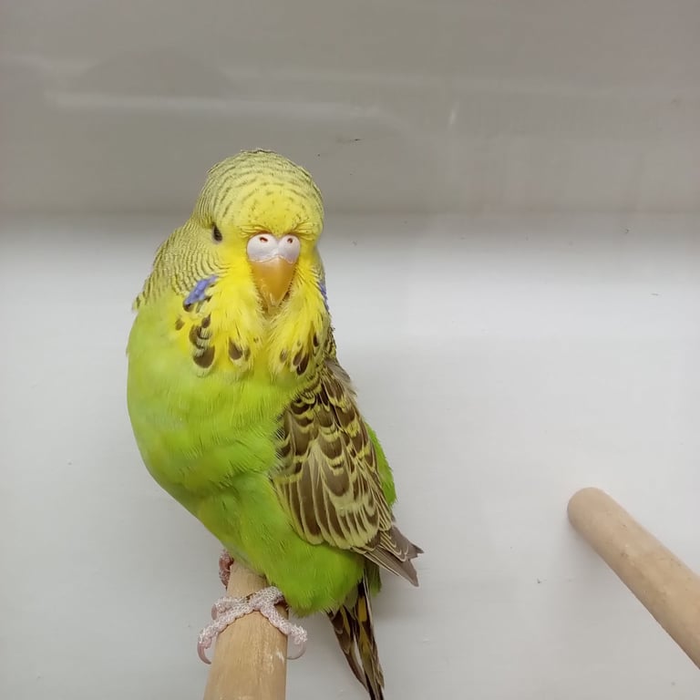 Nice young budgies for sale 