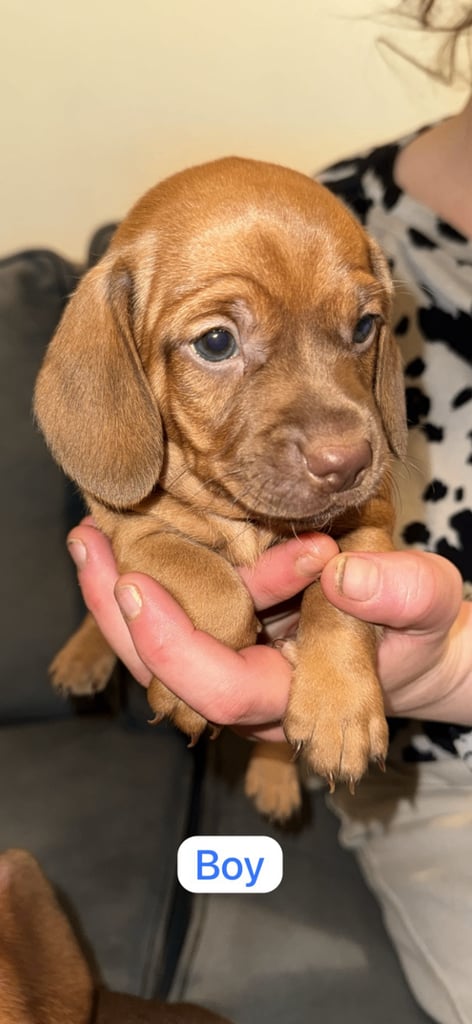 5 beautiful Dachshunds for sale 