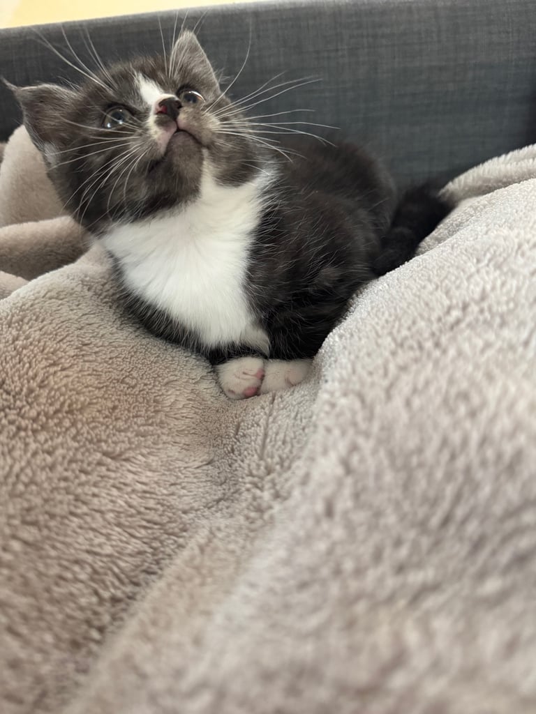 Maine Coon Mix Kittens - All Sold Now