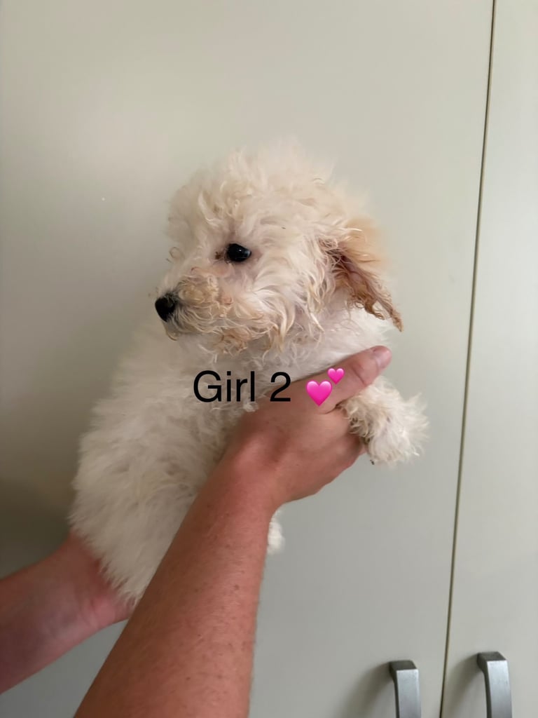 Poochon puppies