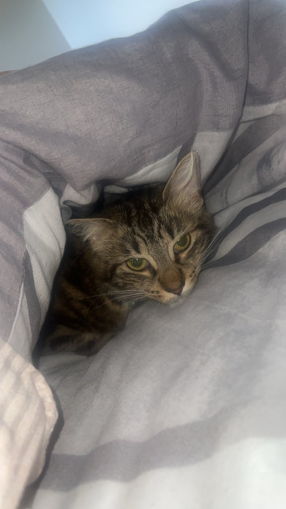 *1 year 5 months* half Norwegian forest cat