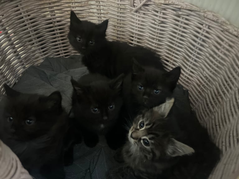 Fluffy Kittens For Sale (1 LEFT) 