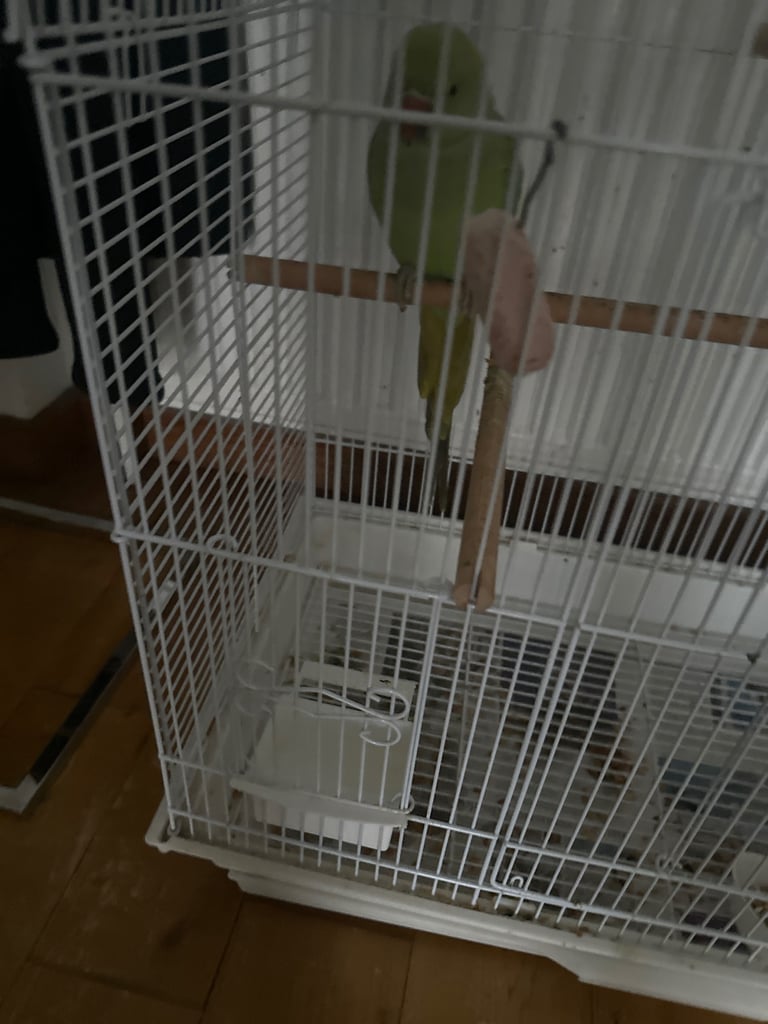 Indian ringneck for sale