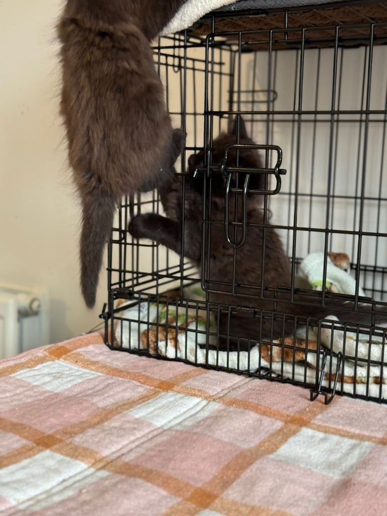 Male kittens (2 left)