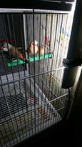 Finches for sale