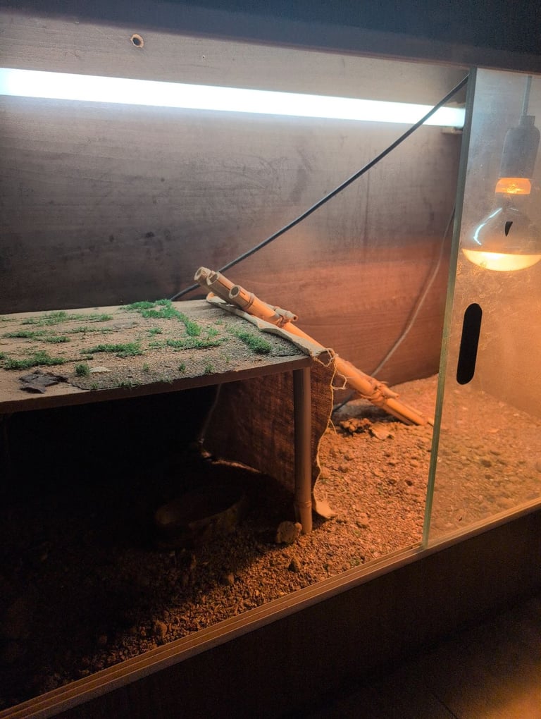 image for Reptile Vivarium, including lights and food bowl