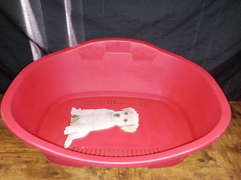 £5 each Plastic Dog Bed