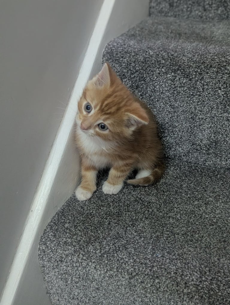 Two lovely ginger kittens 