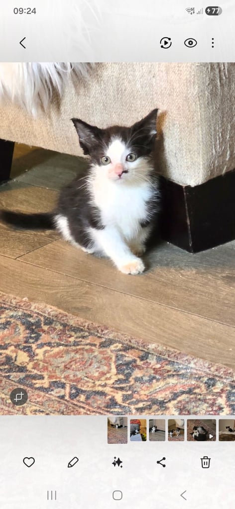 2 Beautiful kittens 
