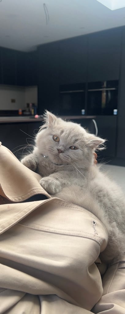 British Long Hair for Sale