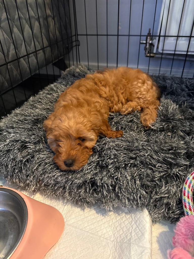 Cavapoo F1B + Extras