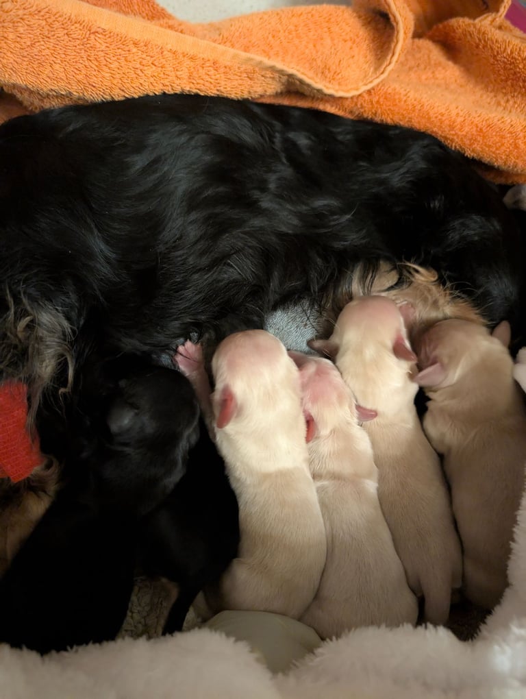  Hi, I’m a long-haired Mini pup! 💕 Rare creams & black & tans — will you be my new mummy or daddy?
