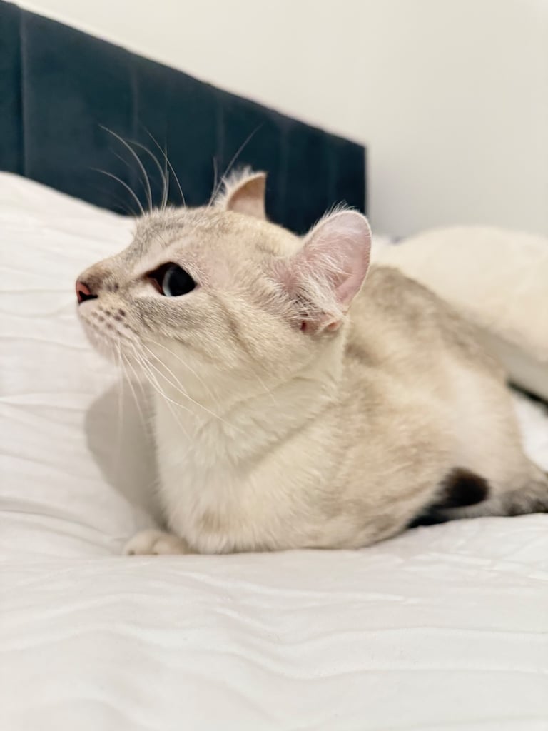 Female Kitty