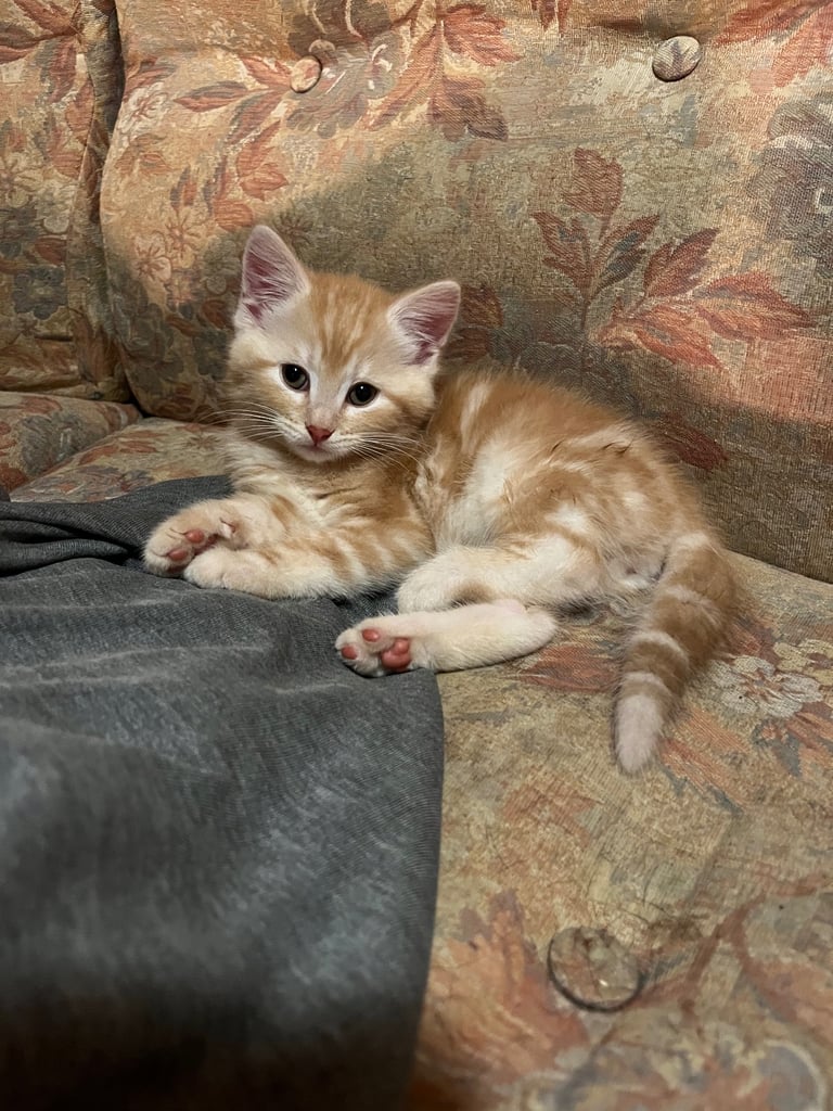 Siberian cross kittens 