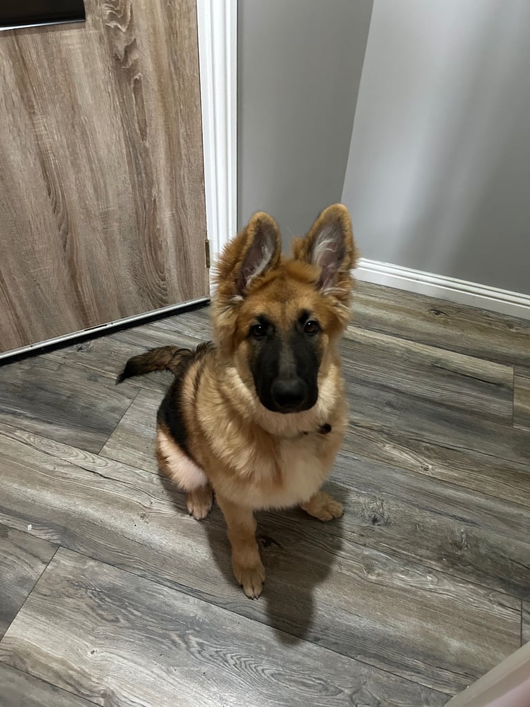 German Shepherd Dogs Puppies for Sale Gumtree