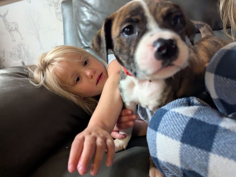 image for Beautiful Pressa canario x staffy puppys 