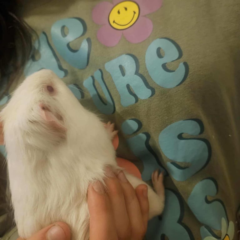 2 male guinea pigs and cage