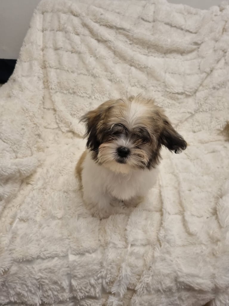 image for Miniature Malshi Puppies