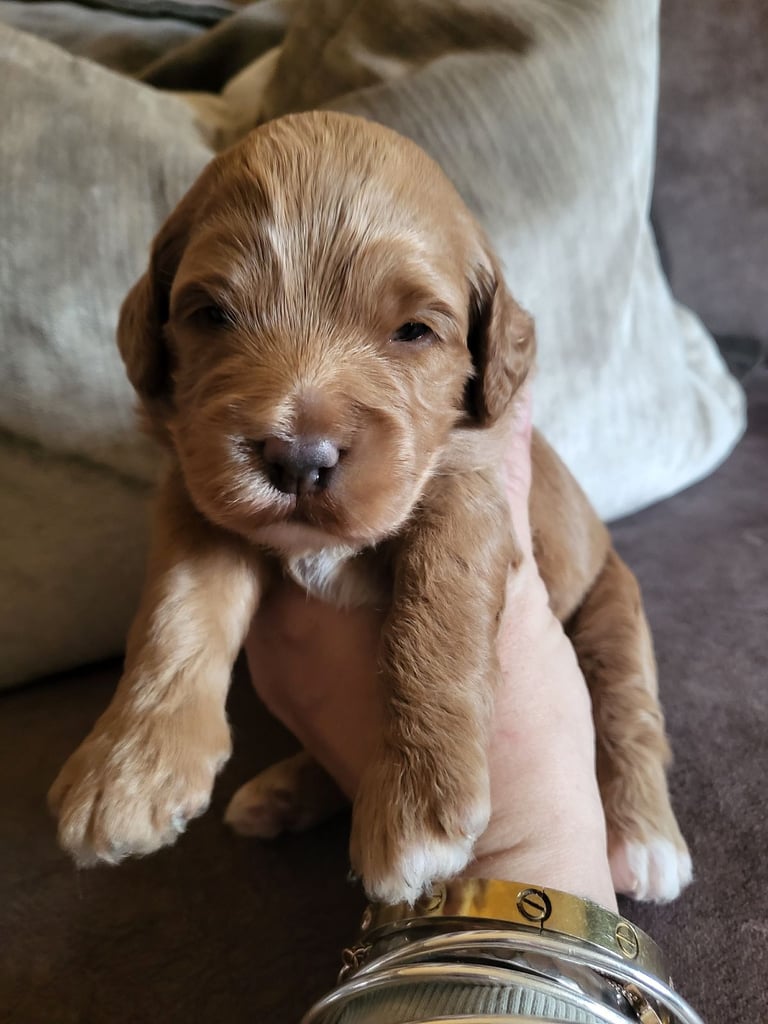 Sproodle puppies
