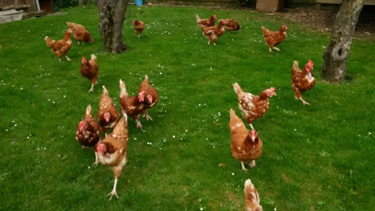 image for Laying Hens Chickens Warrens ISA Brown