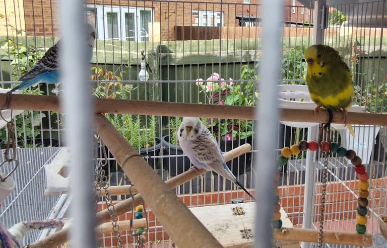 Cockatiel and budgies 