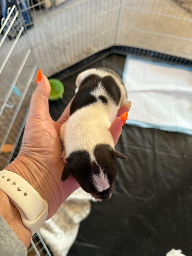 Jack Russell puppies 