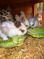 image for Beautiful baby continental giant mix rabbit