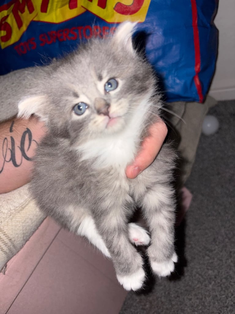 1 LEFT!🩷 Siberian x British shorthair kittens 🐱 