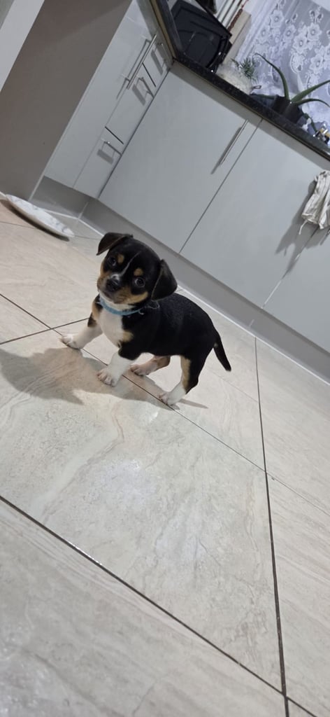 Adorable F1b Bullhuahua/ chihuahua puppies 2x boys 