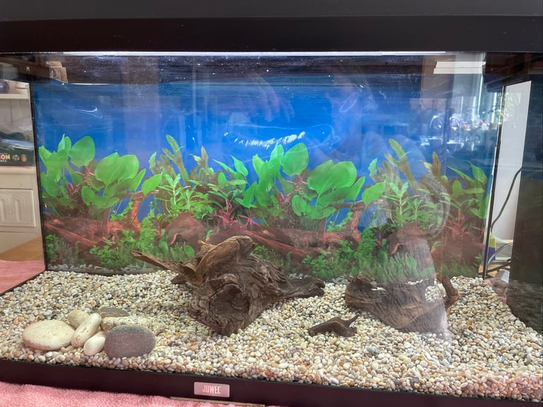 Large fish tank for Sale, Aquariums