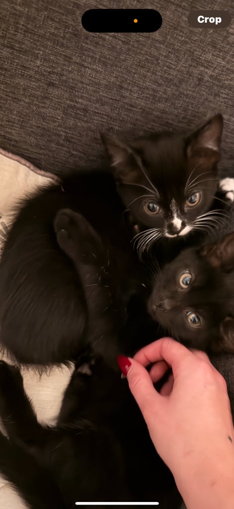 Kitten for sale