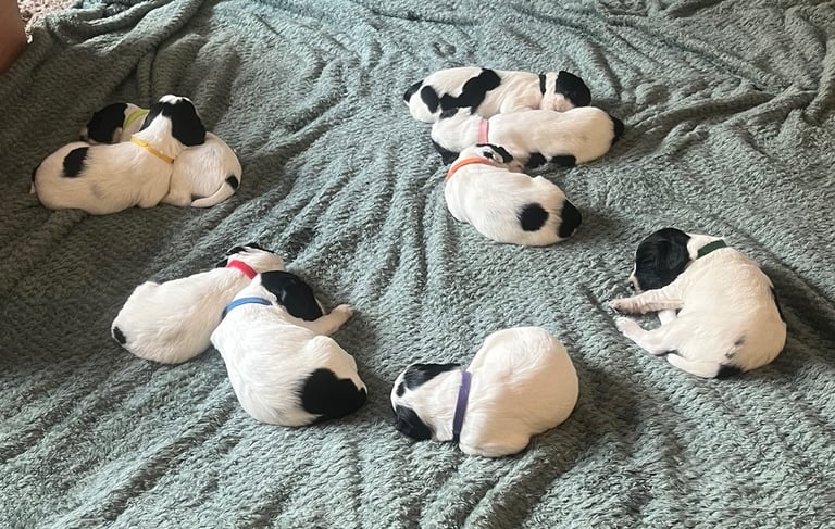 Pups for sale