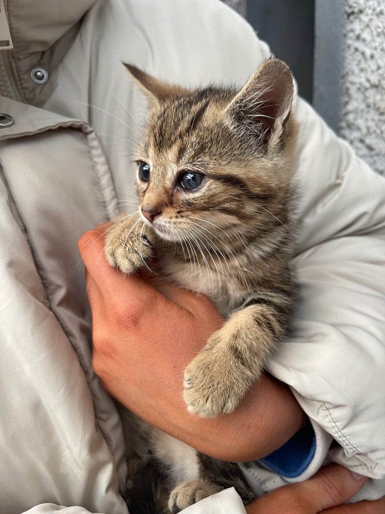 4 beautiful kittens for sake