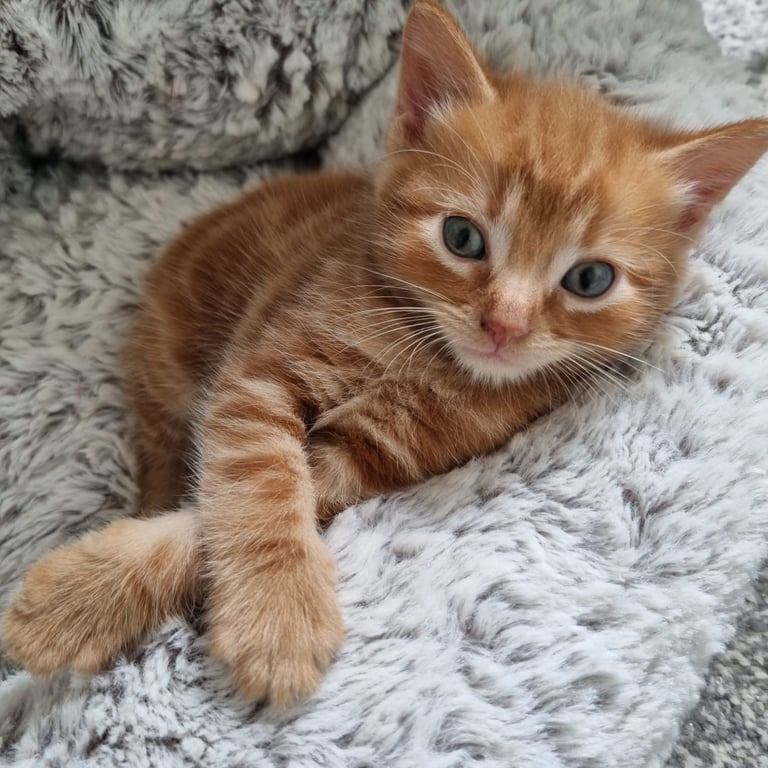 Little Kitty  - a Boy